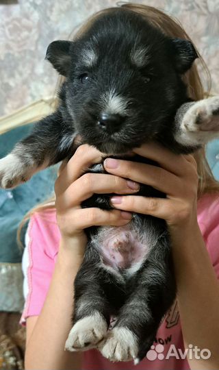 Сибирский Хаски