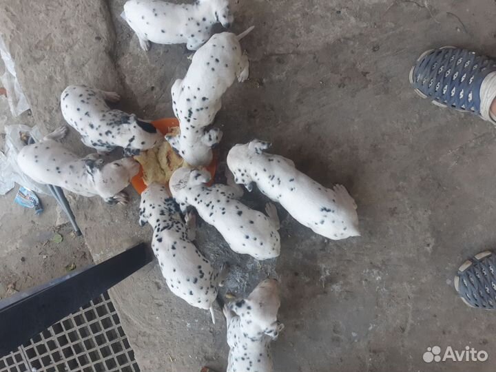 Щенки далматина
