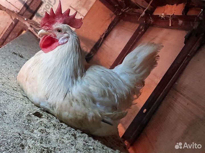 Петушки на мясо живым весом