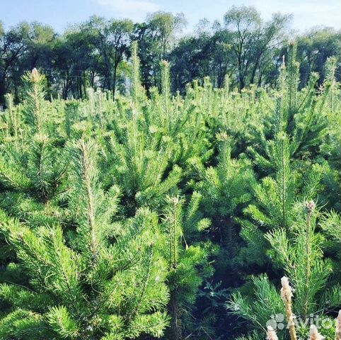 Сосна обыкновенная