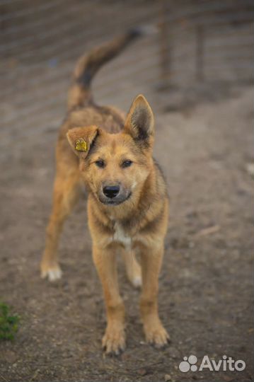 Собака в добрые руки