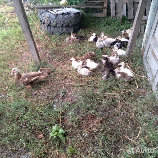 Мускусные утки