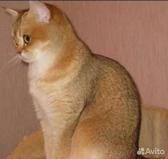 Британские золотые котята шиншиллы