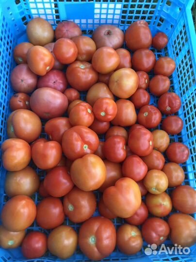 Помидоры