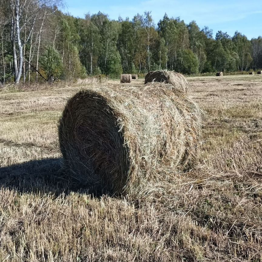 Продам сено в рулонах