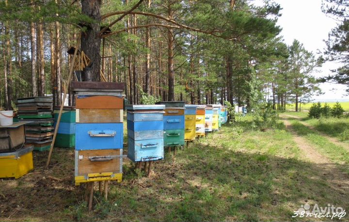 Ульи дадан 12 рамочные многокорпусные