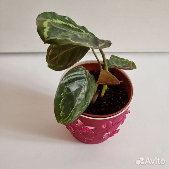 Калатея медальон цветок комнатное растение