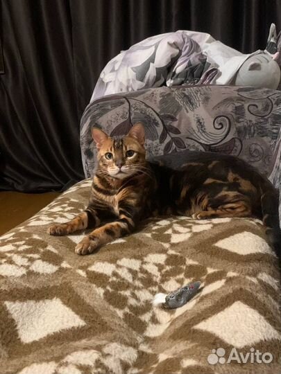 Отдам в добрые руки