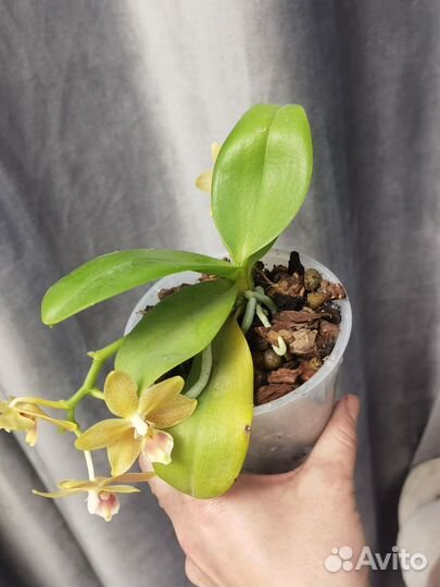 Орхидея Мастерпис