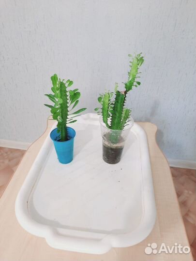 Кактус молочай трехгранный