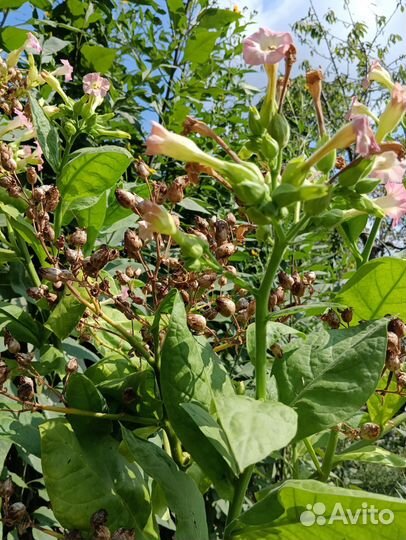 Семена табака