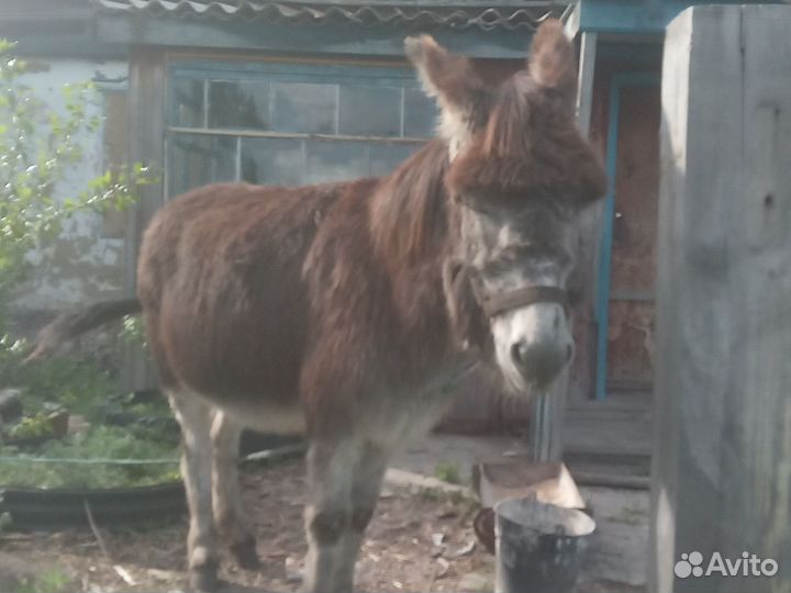 Продам осла