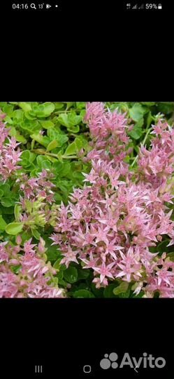 Почвопокровники