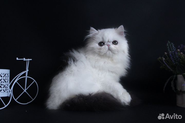 Персидская кошечка-конфетка