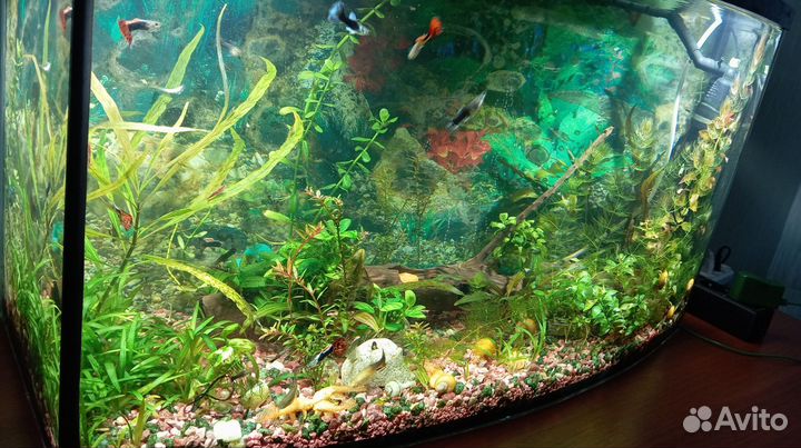Аквариум