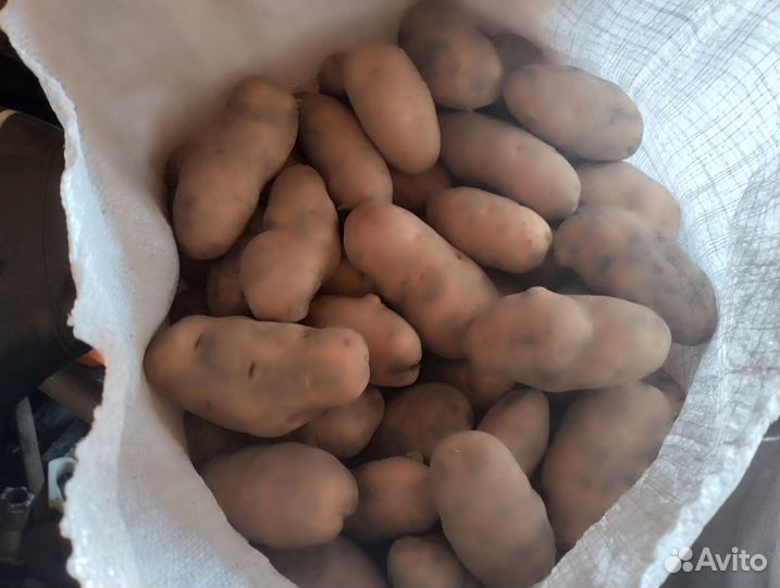 Продам картошку