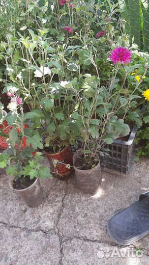 Хризантемы