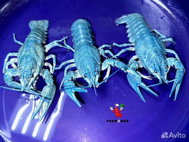 Речные, живые раки