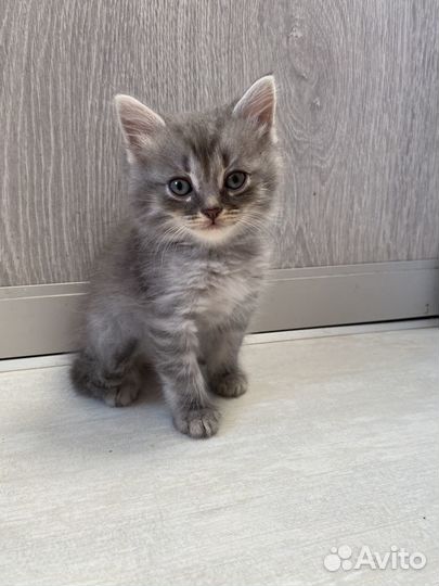 Шотландские прямоухие котята