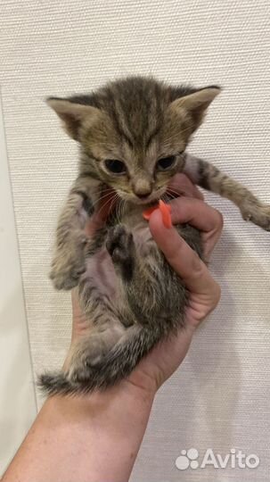 Полосатые котята
