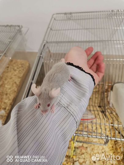 Декоративные мыши сатиновые