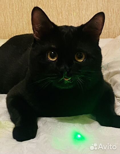 Молодой котик в самые добрые руки