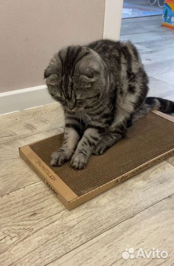 Когтеточка для кошек с кошачьей мятой новая