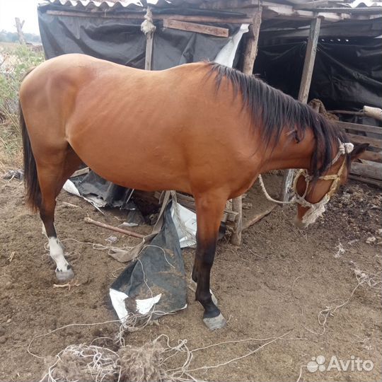 Овцы бараны ягнята. Конь