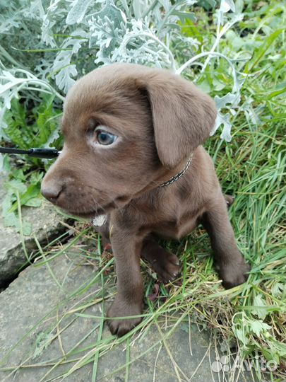 Лабрадор ретривер