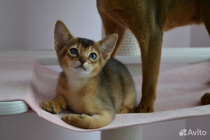 Абиссинская