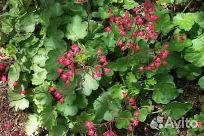 Гейхеры. Хосты