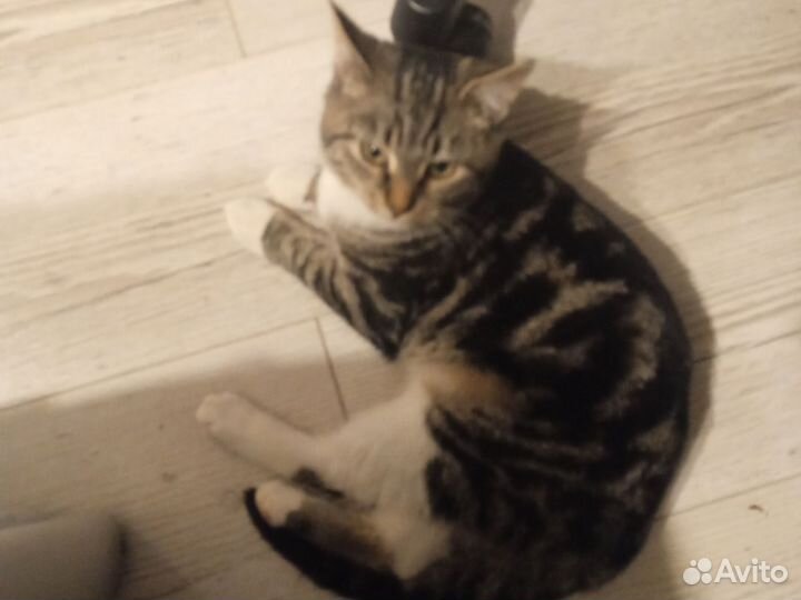 Кошка