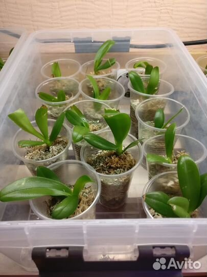 Фаленопсис ароматный YH06011