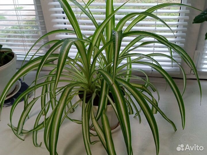 Хлорофитум