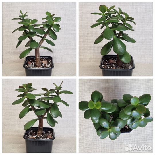 Крассула Овата - Crassula Ovata, Денежное дерево