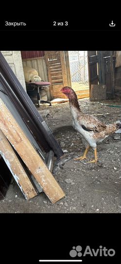 Бойцовые куры