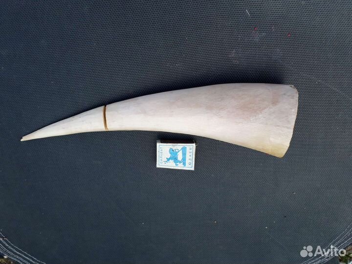 Бивень мамонта (часть)