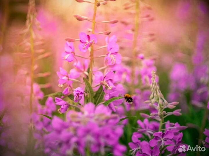 Иван-чай 1 кг, сбор 2023, как положено