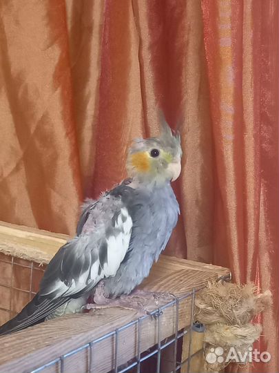 Корелла птенец