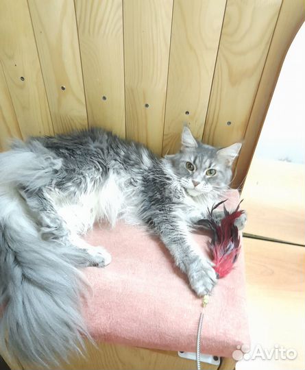 Кошечка мейн кун