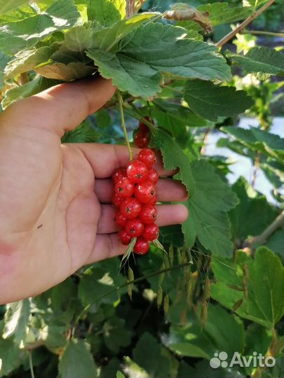 Саженец красной смородины