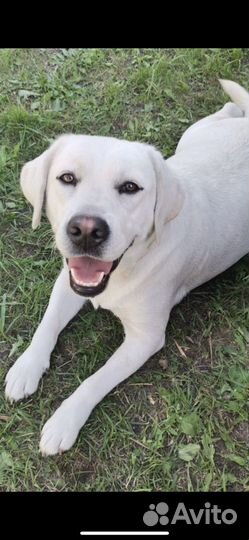 Щенки лабрадора палевые