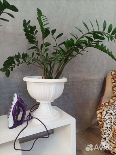 Замиокулькас