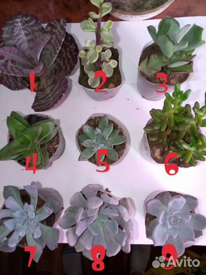 Суккуленты