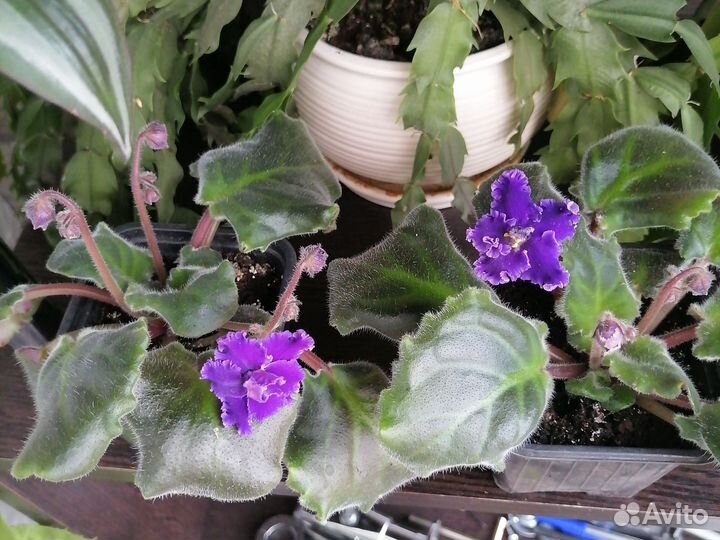 Фиалка в горшках