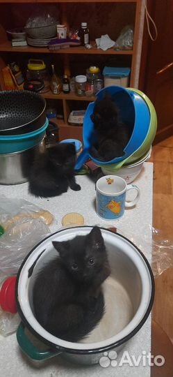 Котята отдам бесплатно