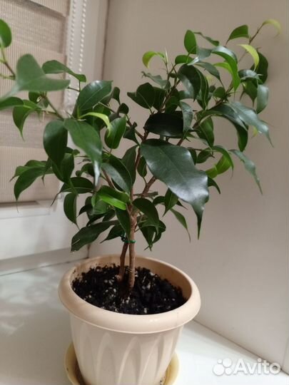 Фикус бенджамина наташа