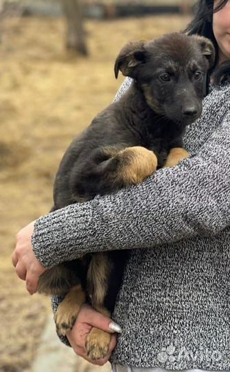 Щенок в добрые руки бесплатно