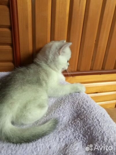 Два мальчугана шотландские котята