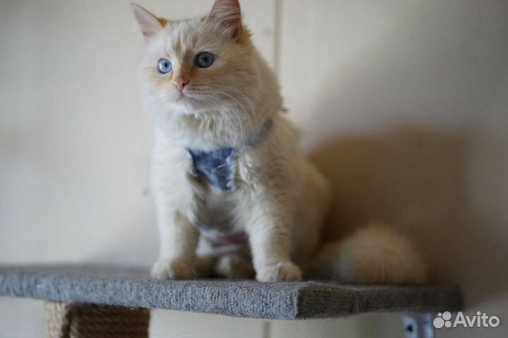 Кошка с васильковыми глазами